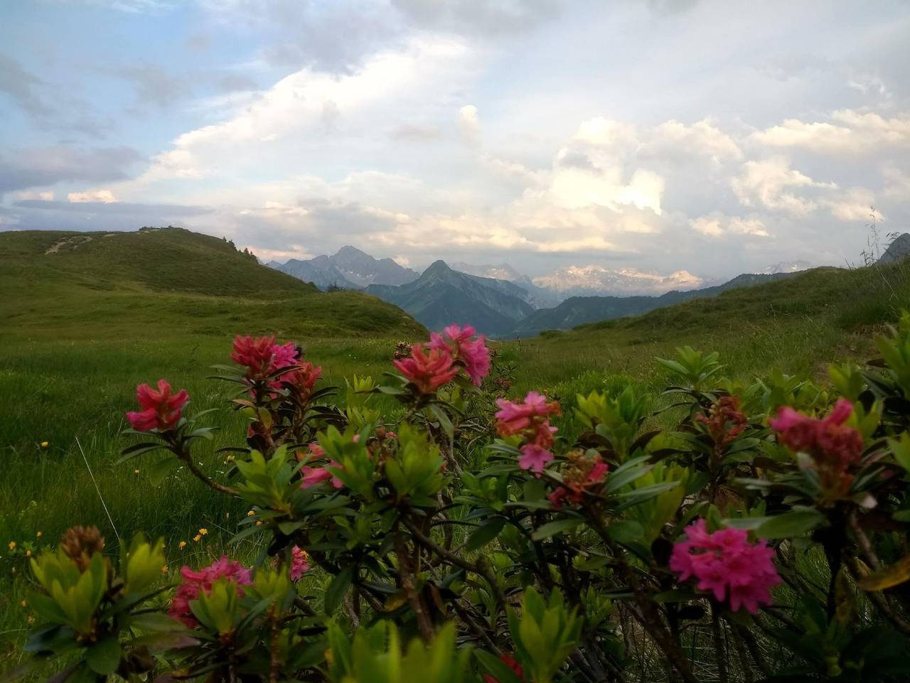 Pension Edelweiss Bischof Kg - Doppelzimmer mit Balkon in Damüls, Bregenzerwald