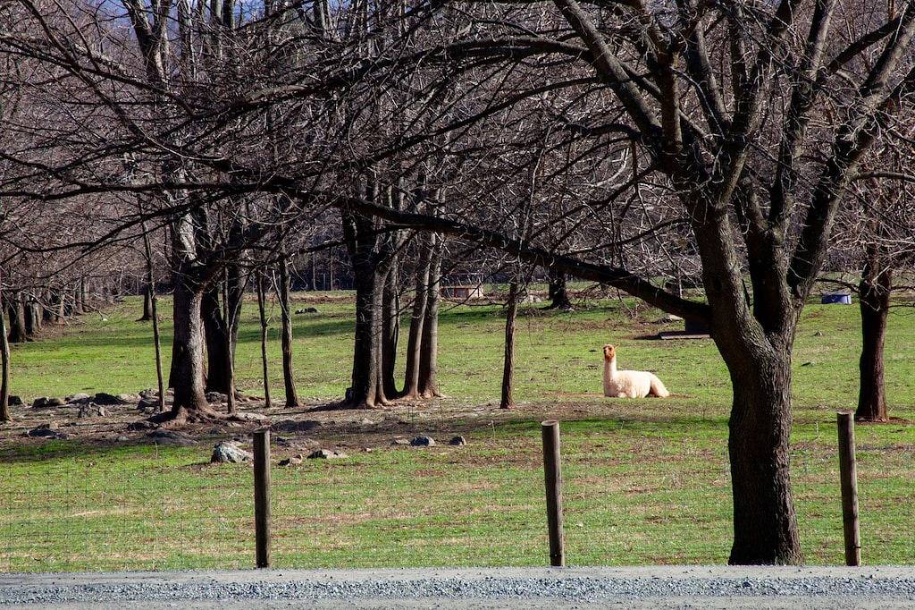 Birds and Bees Cottage in Shenandoah Nationalpark