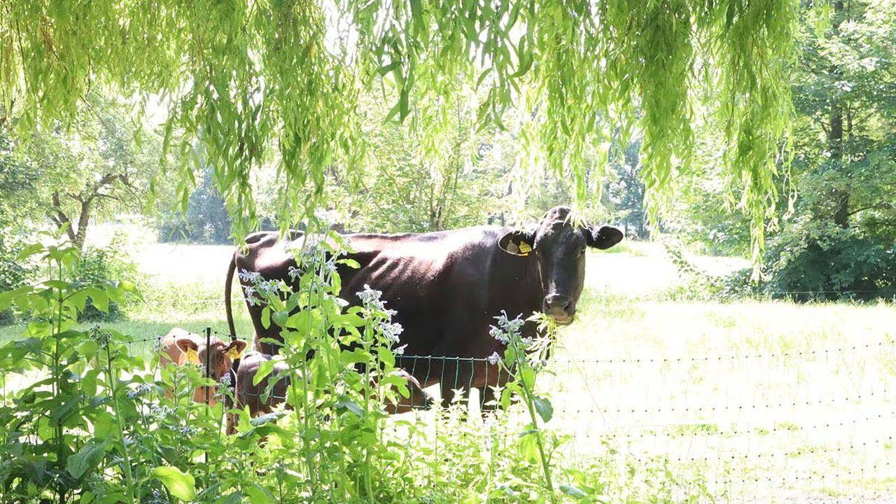 Ferienhaus für 7 Personen (200 m²) in Wurster Nordseeküste in Samtgemeinde Land Wursten, Cuxland