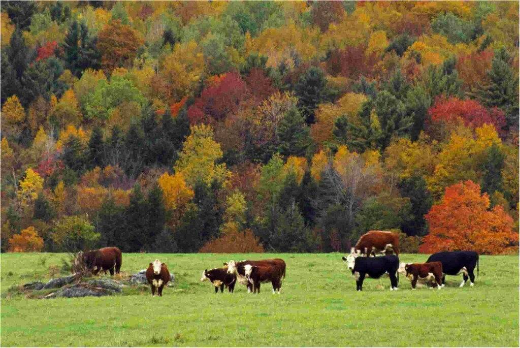 Charmantes historisches Häuschen an einer malerischen Straße zum Mt. Greylock in Lanesborough, Berkshire County