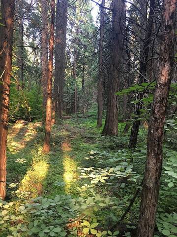 Log Cabin for 10 Guests in Calaveras County, Picture 1