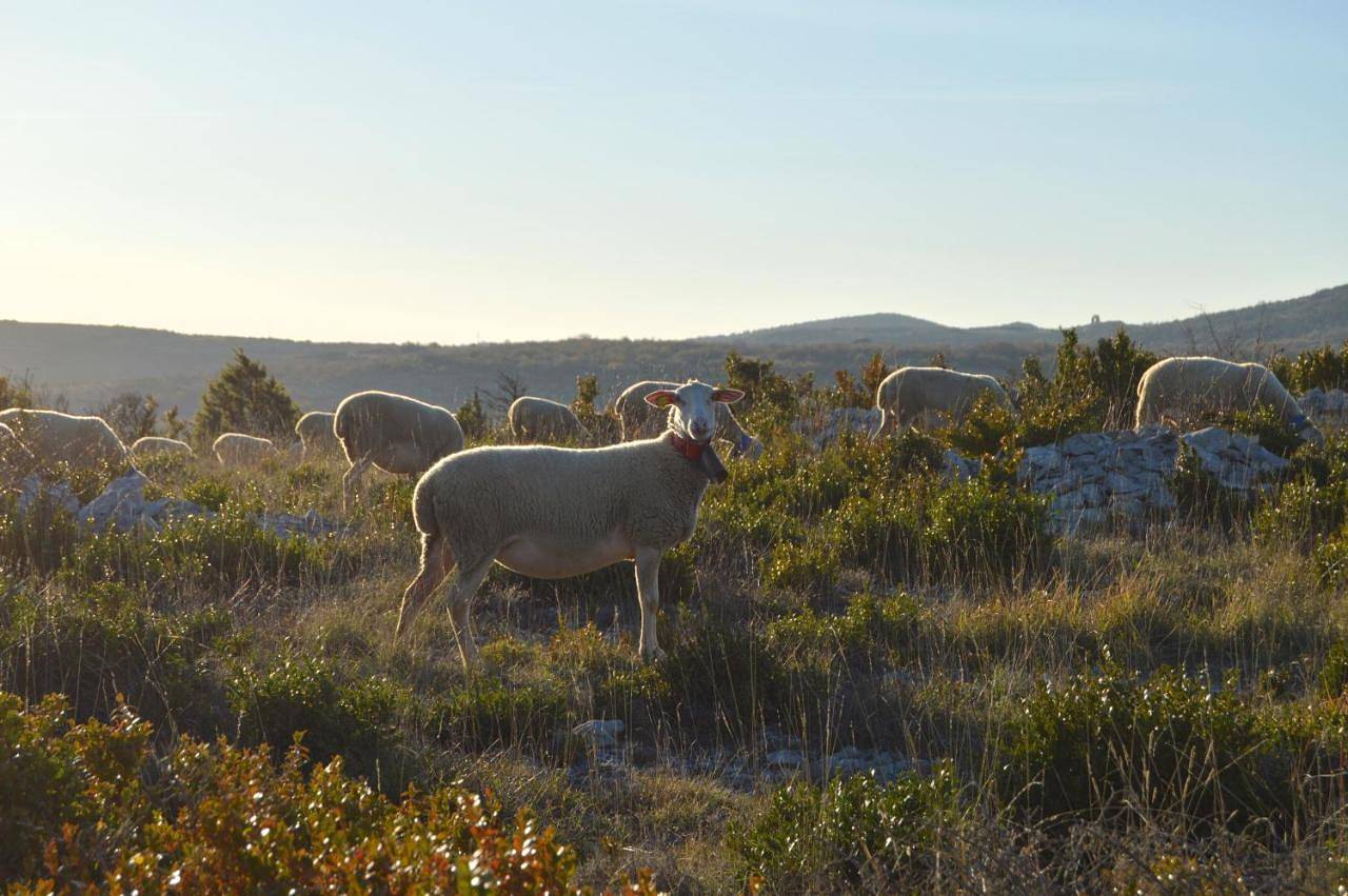 Rêve de Causse in Saint-Michel (Hérault), Région de Lodève