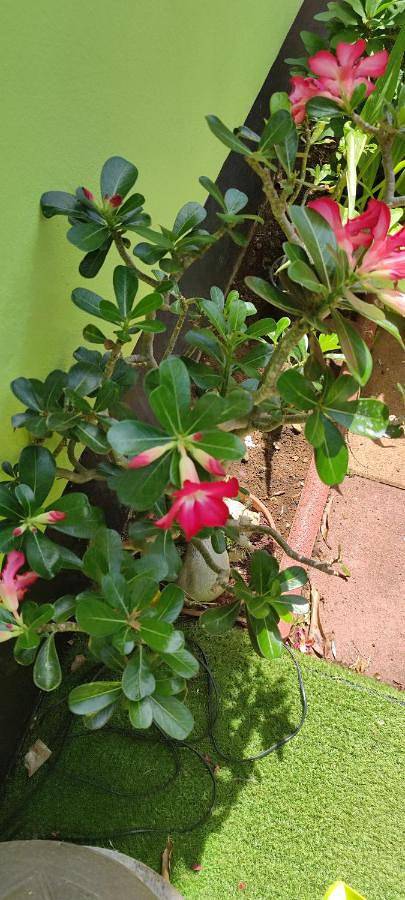 Gîte pour 4 personnes, avec terrasse à Bras-Panon - 2