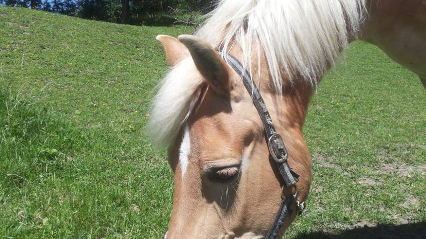 Ferienwohnung für 7 Personen, mit Terrasse in Isny im Allgäu - 4
