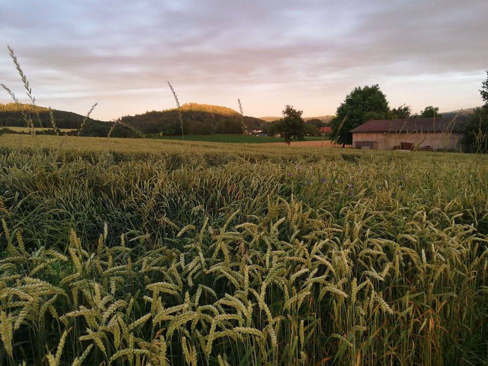 Bauernhof Bohner - Hofblick in Stockach, Landkreis Konstanz