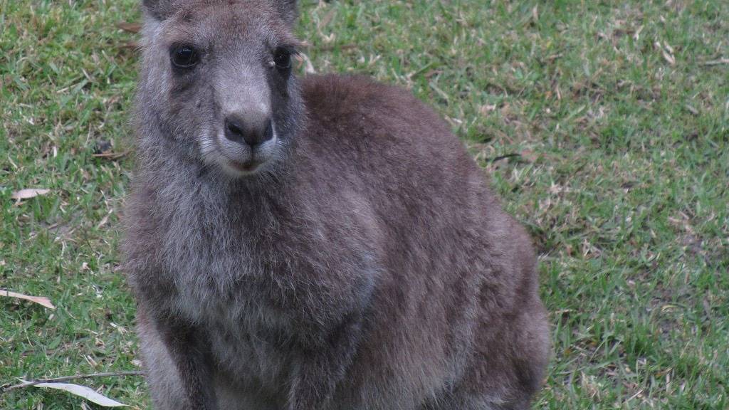 Cottage for 4 People in Jervis Bay