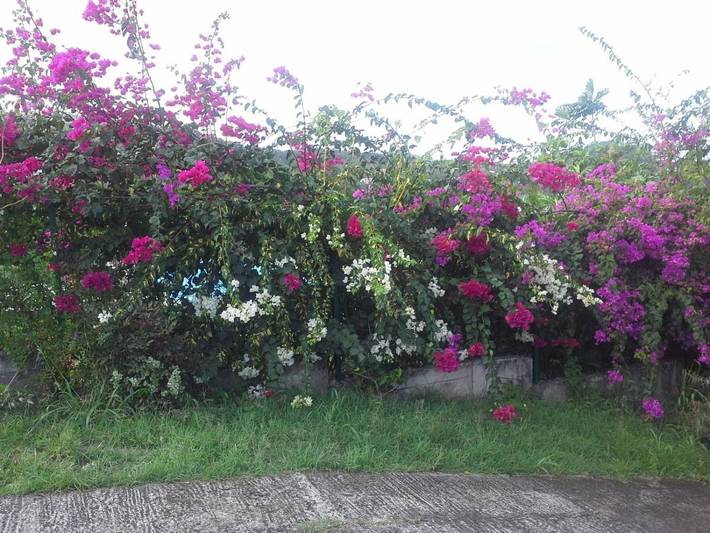 Gîte pour 3 personnes, avec jardin et vue à Le Robert - 4