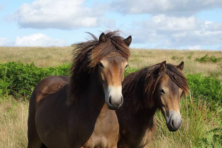 B&b for 2 people, with garden in Somerset