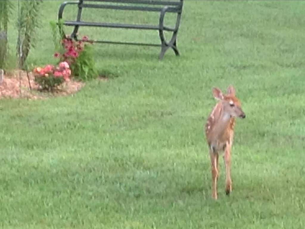 Ein Blick auf den Himmel des Dale Hollow Lake erlaubt Haustiere in Dale Hollow Lake