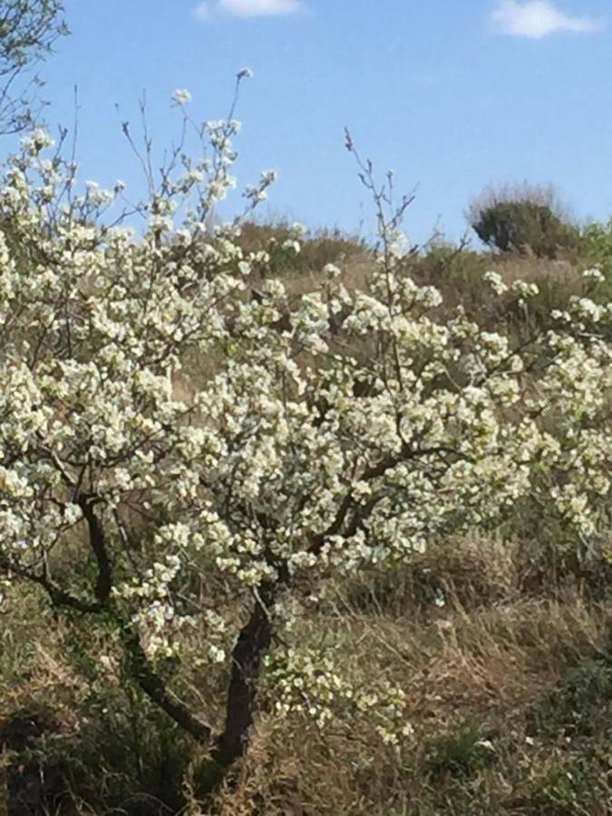 Location de vacances pour 3 personnes, avec jardin ainsi que vue et piscine à Vélez-Rubio - 2