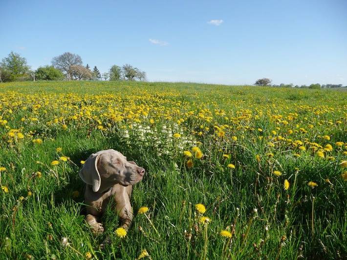 Bauernhof für 7 Personen, mit Garten und Sauna an der Ostsee - 4