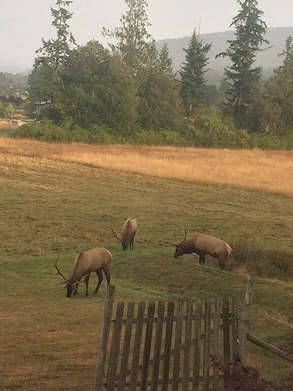 Schöne private renovierte Sunny Cabin Haus mit Wald, Wiese und Wildlife in Hurricane Ridge