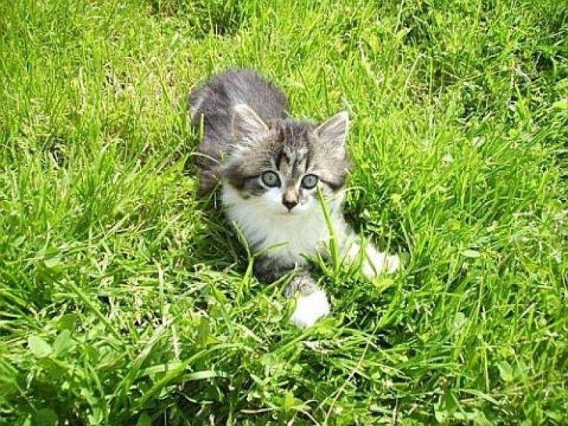 Apartamento de férias inteiro, Haus Spannbauer - Wohnung Dreisessel in Neureichenau, Baviera Oriental