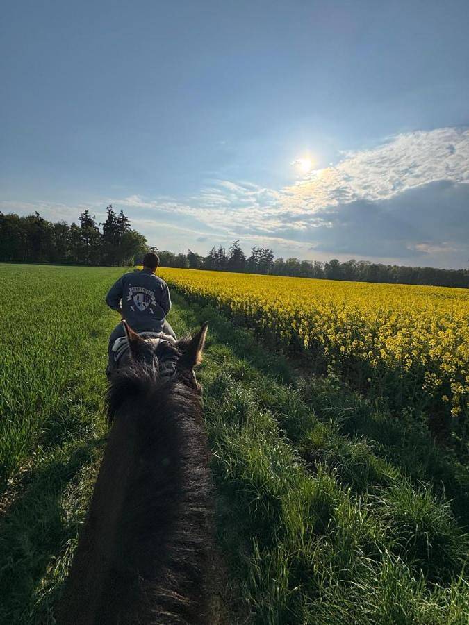Location de vacances pour 15 personnes, avec sauna ainsi que piscine et terrasse, animaux acceptés dans Courteilles - 4