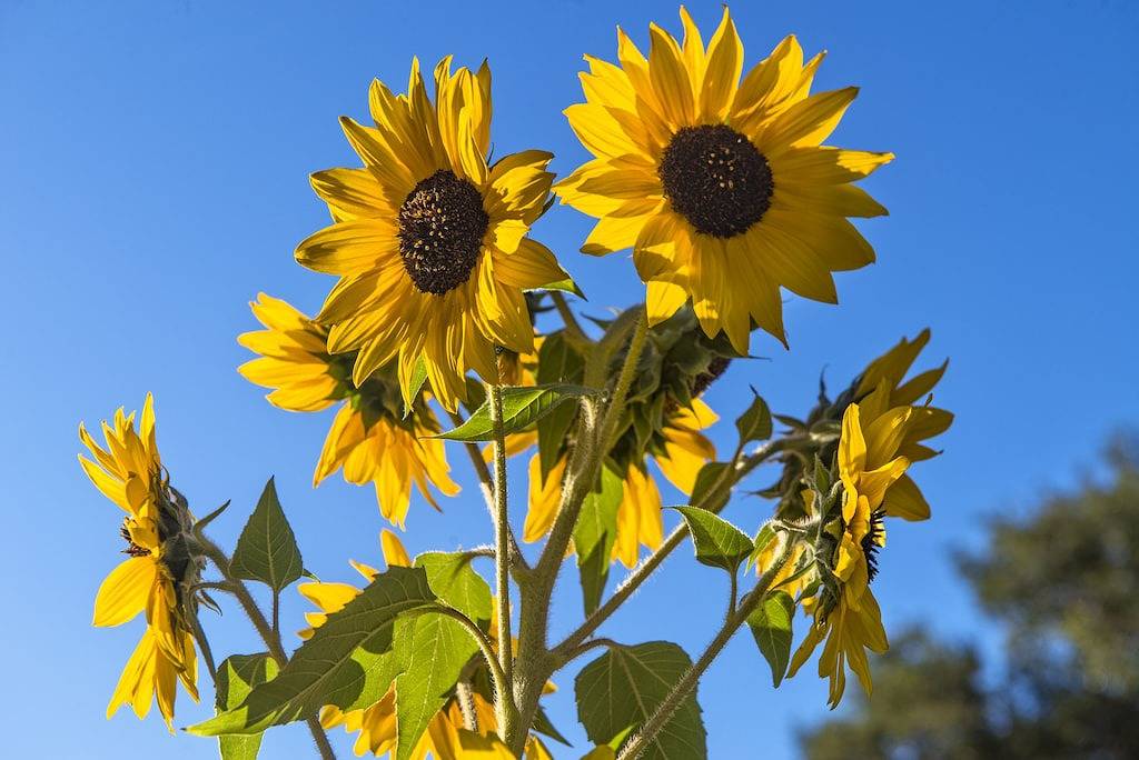 Entspannen Sie sich und sinken Sie zurück in den Whirlpool! Neues modernes Design, familien- und haustierfreundlich! in Salida, Chaffee County