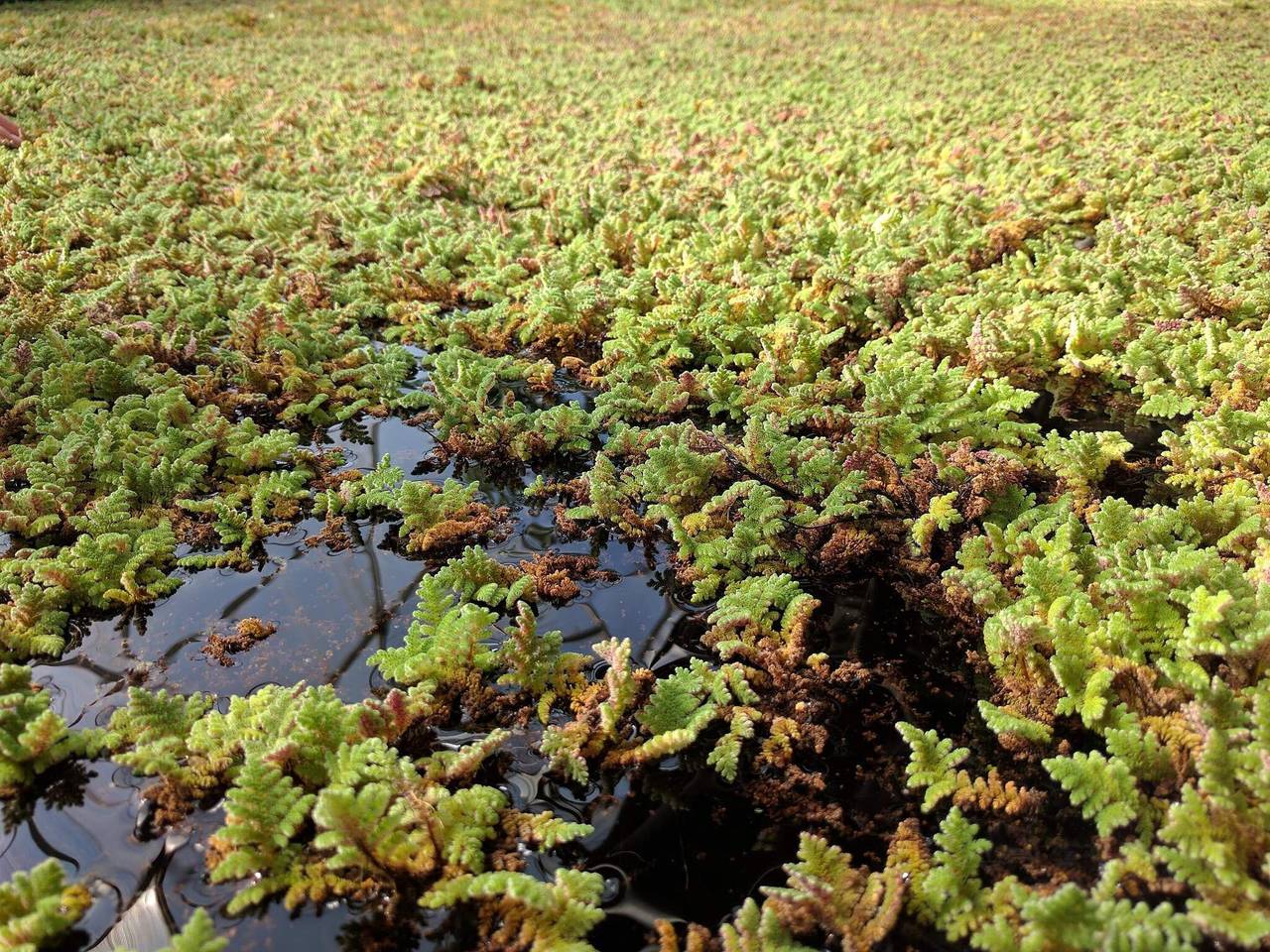 6 Personen Ferienhaus in Hurup Thy-By Traum in Limfjord in Nordjütland