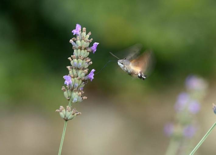Gîte pour 8 personnes, avec vue ainsi que jardin et piscine à Montepulciano - 4