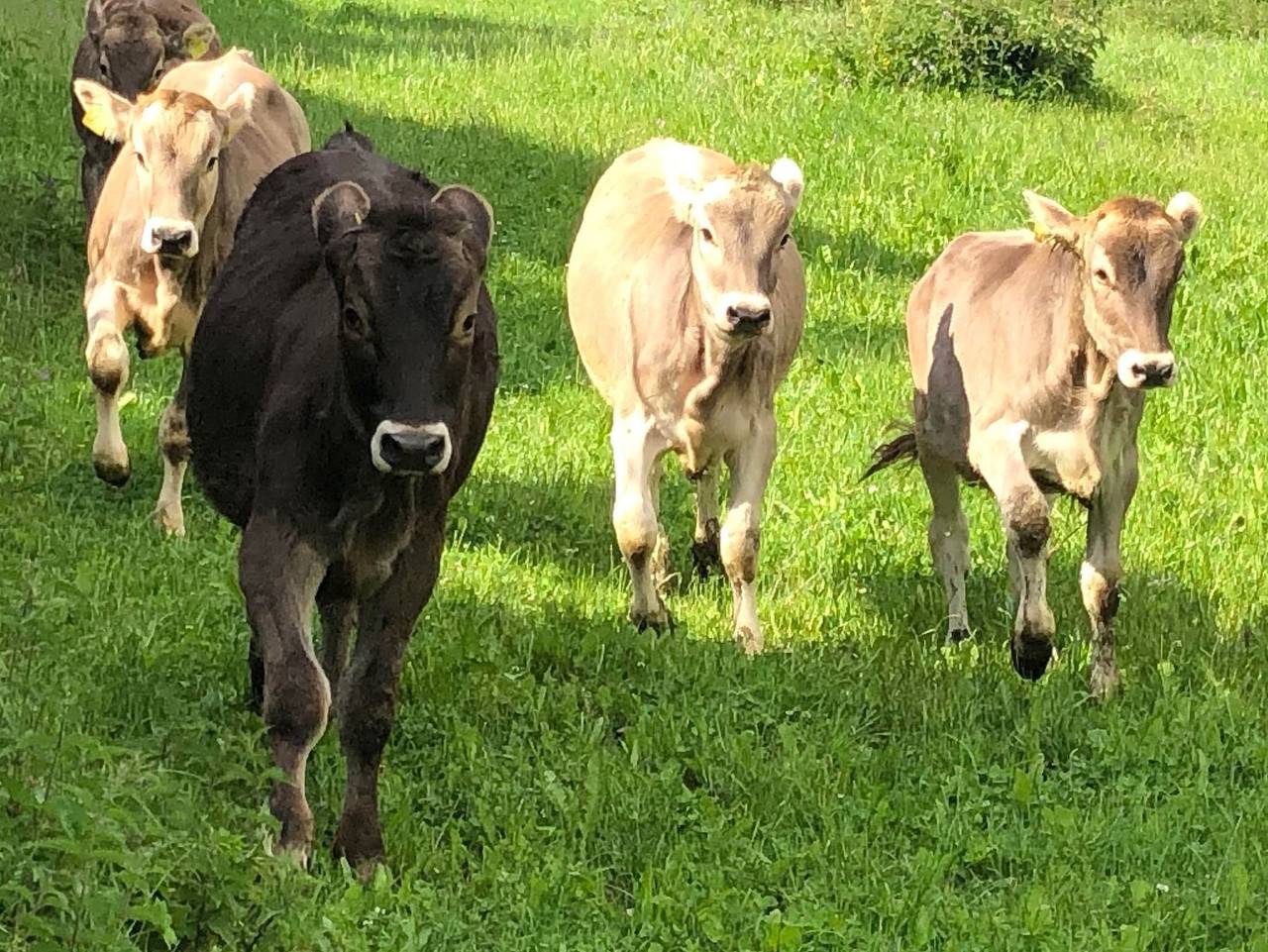 Ganze Ferienwohnung, Prangerhof - Appartement 1 Süd in Stubaier Alpen, Trins