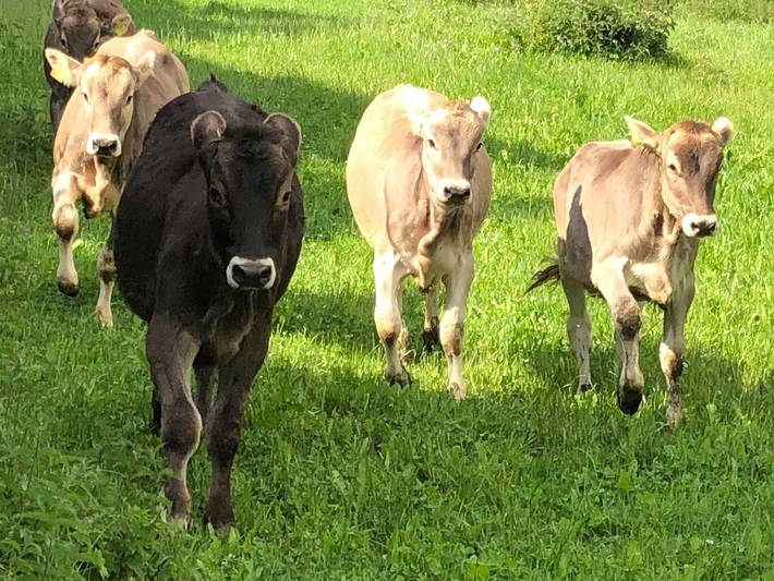 Ferienwohnung für 5 Personen, mit Terrasse in Wipptal (Austria) - 3