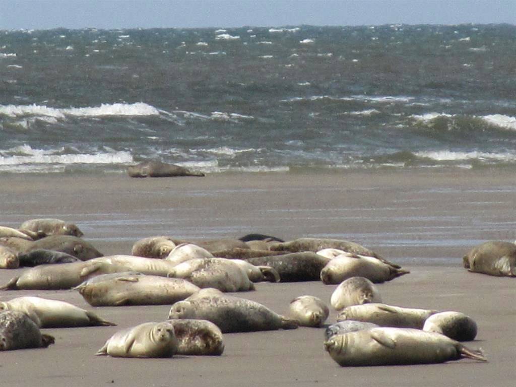 Ganze Ferienwohnung, Wohnung 2 in St. Peter-Bad, St. Peter-Ording