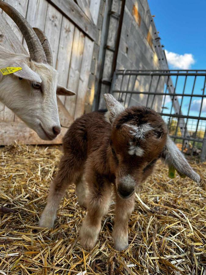 Location de vacances pour 6 personnes, avec piscine ainsi que vue et jardin, adapté aux familles à Saint-Remèze - 4