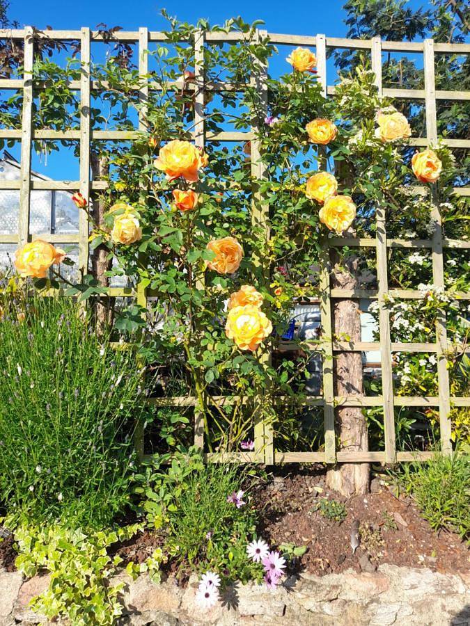 Single Room with Private Bathroom in Stoke Gabriel, Devon