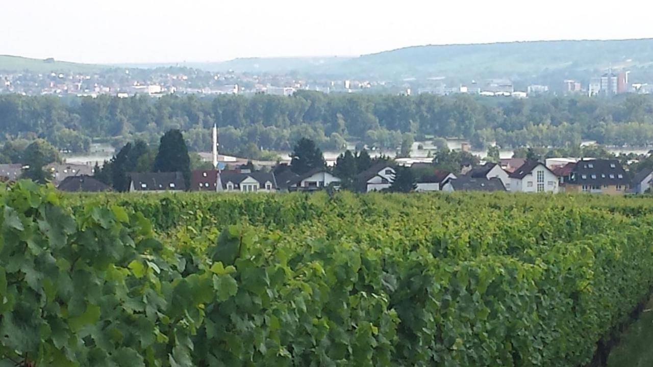 Ganze Wohnung, Ferienwohnung Weingut Leis in Oestrich-Winkel, Rheingau-Taunus-Kreis