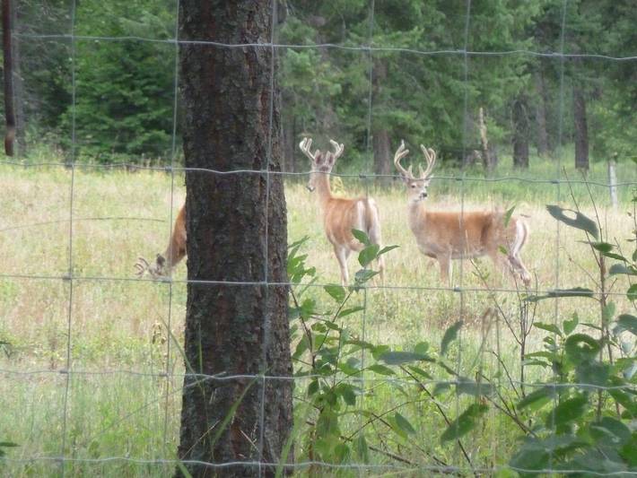Blockhütte für 2 Personen, mit Terrasse in Montana