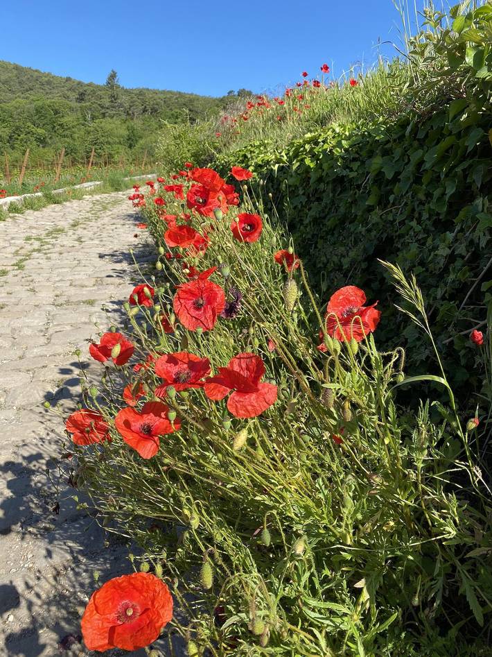 Ferienwohnung für 2 Personen, mit Terrasse in Neustadt an der Weinstraße - 3