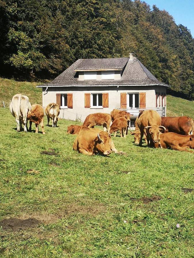 Chalet pour 6 personnes, avec Balcon et Terrasse ainsi que Jardin et Vue à Campan