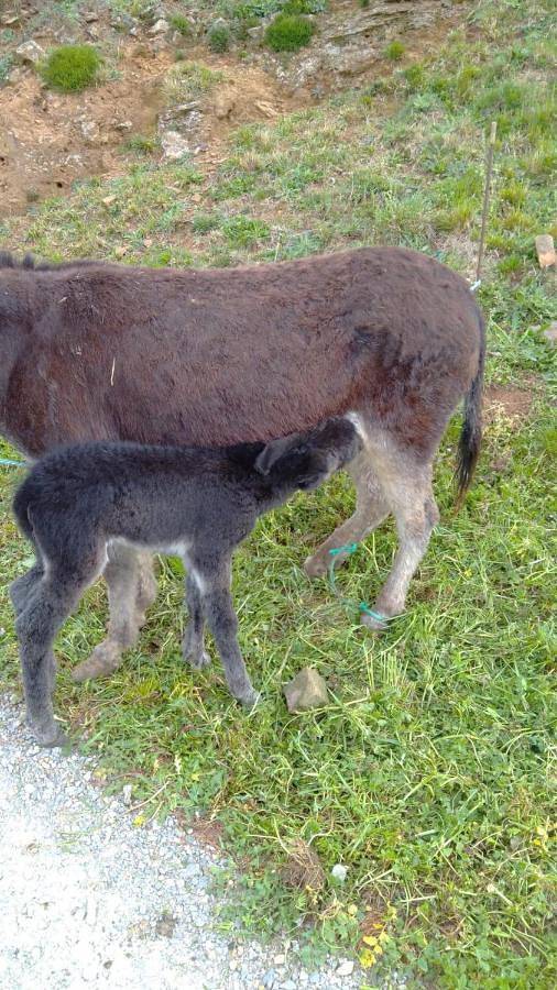 Casa de vacaciones para 12 personas, con jardín y jacuzzi en Valle del Pas-Pisueña - 3
