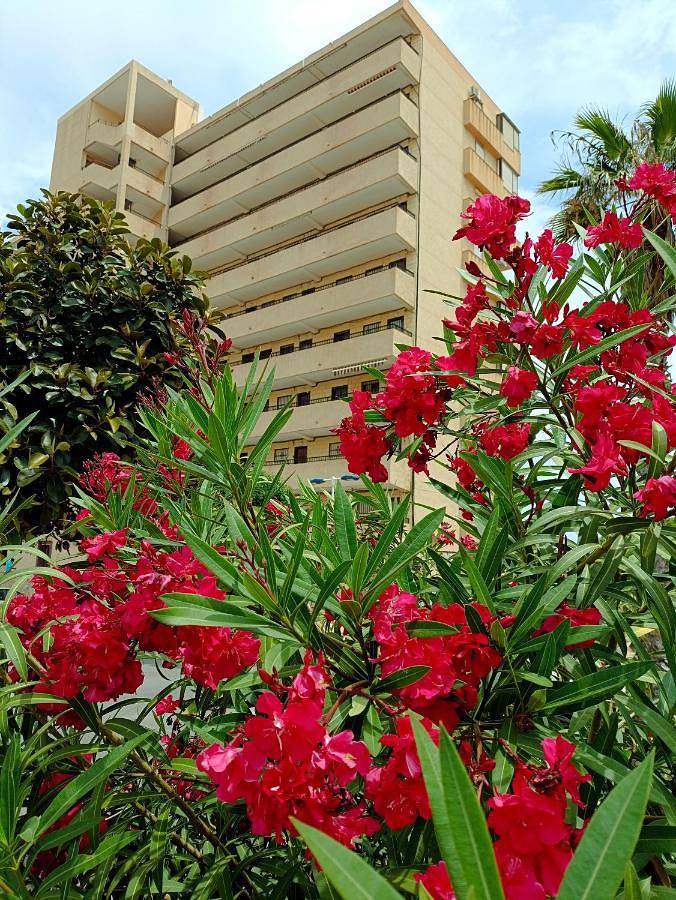 Gîte pour 2 personnes, avec vue à Torrevieja - 2