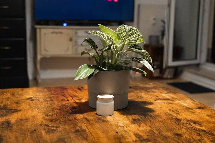 Vacation rental for 3 people, with pets in Leipzig