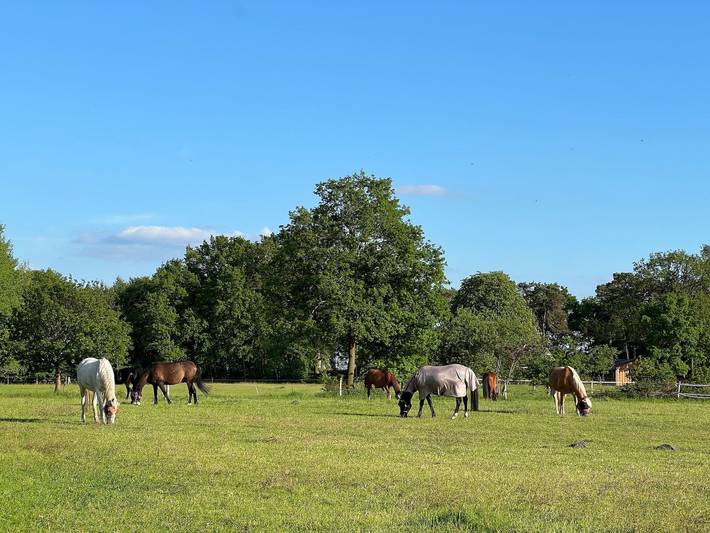 Ganze Ferienwohnung, Natur & Ruhe - Ruhe & Natur in Worpswede, Landkreis Osterholz