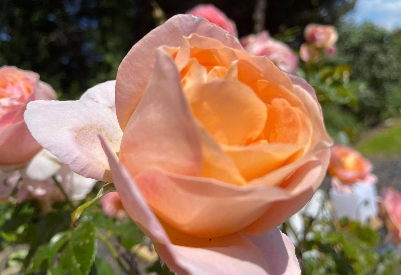 Le 36 Maison d'hôtes Piscine & Spa in La Flotte, Île de Ré