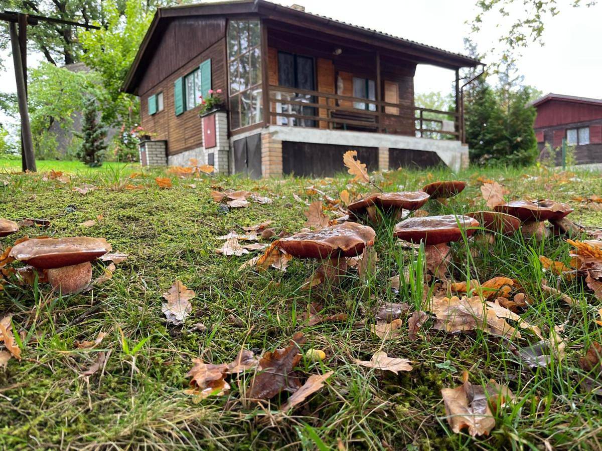 Chaty U Žabáka in Netolice, Prachatice region