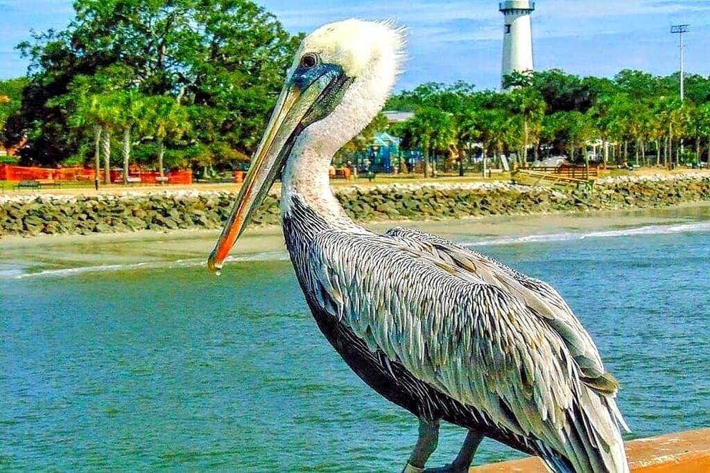 Ganze Wohnung, Süß und gemütlich Getaway auf Tidal Creek & Marsh in Country Club Estates, Glynn County