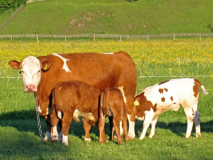 Bauernhof für 2 Personen, mit Garten in Inzell - 3
