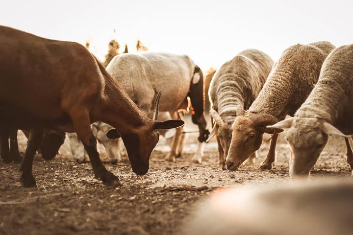 Gîte pour 3 personnes à Palmela - 3