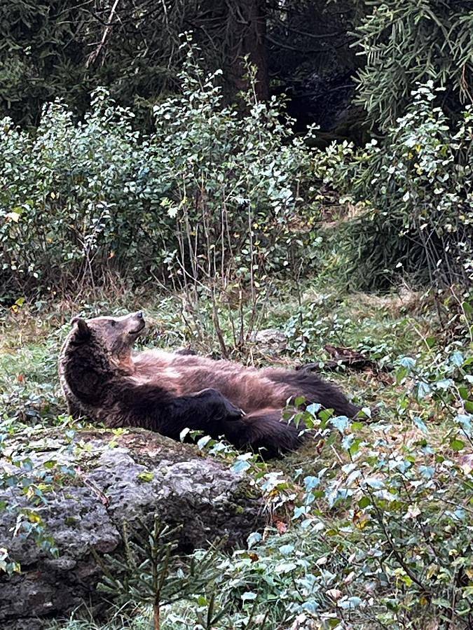 Ferienhaus für 3 Personen, mit Terrasse und Garten in Landkreis Freyung-Grafenau - 4