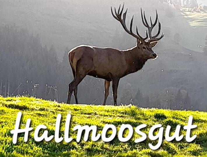 Ferienwohnung für 2 Personen, mit Ausblick und Garten, mit Haustier in Sankt Johann im Pongau - 2