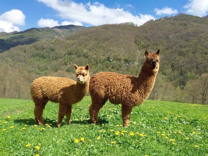 Casa rural para 12 personas, con jardín en Parque Natural de Las Ubiñas-La Mesa - 3