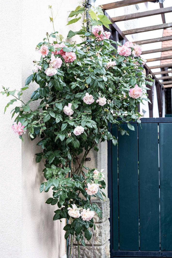Ferienhaus für 6 Personen, mit Terrasse und Garten, kinderfreundlich in der Pfalz - 2
