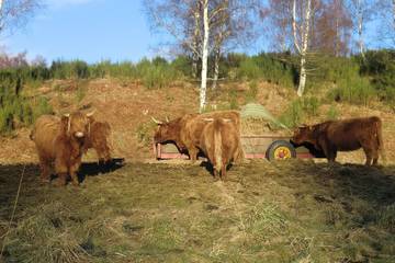 Cottage for 4 People in Ballater, Aberdeenshire, Photo 3