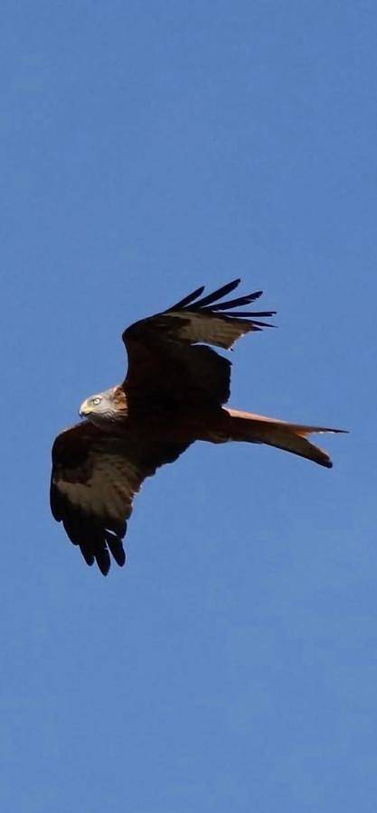 Chambre d’hôte pour 2 personnes, avec terrasse ainsi que jardin et jacuzzi en Corse - 2