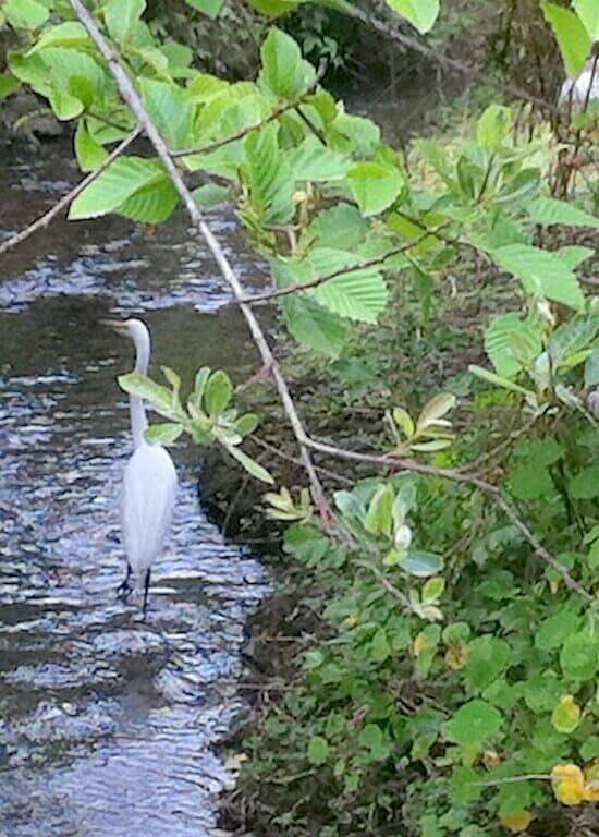 Ganze Wohnung, Entspannen Sie sich und genießen Sie einen Oceanfront Getaway in Stinson Beach, California North Coast
