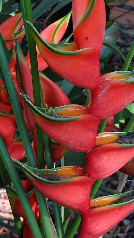 Ganze Wohnung, Port Douglas Beach Unit 2 bedder in Port Douglas, Far North Queensland