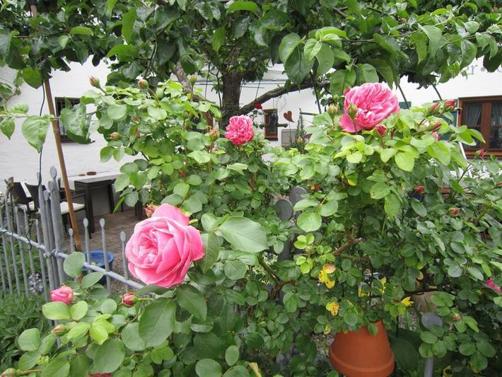 Ferienwohnung für 2 Personen, mit Pool und Balkon in Oberammergau - 4