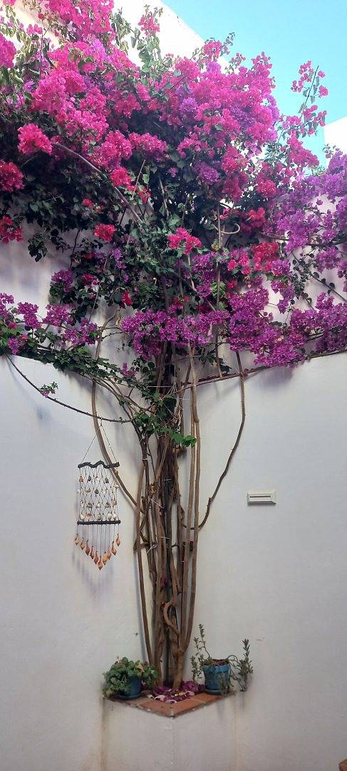 Oasis de Lumière, somptueuse maison d'exception in Olhão, Parque Natural da Ria Formosa