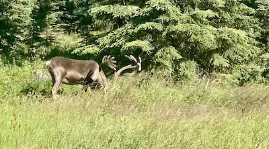 Fishy-Fishy Townhome, 2Br/2Ba in Kenai, Kenai Peninsula